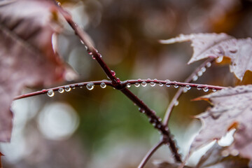 autumn leaves on a tree with dew
