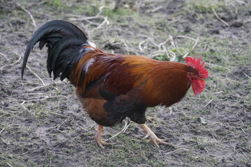 Rooster on the field