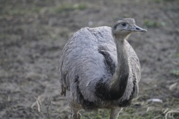 Emu in Germany