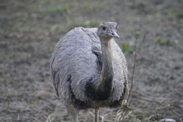 Emu in Germany