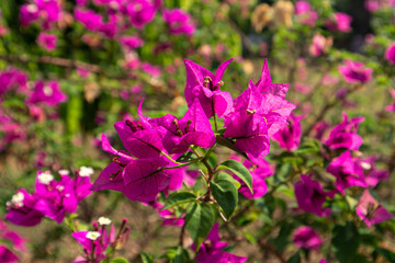 Obraz premium Natural Wild Flowers in Nature