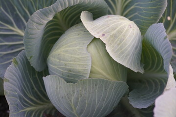 Cabbage harvested on the field in Germany