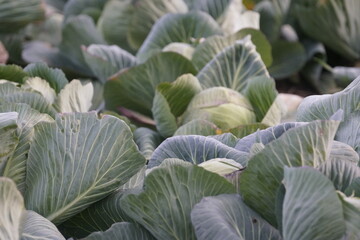 Cabbage harvested on the field in Germany