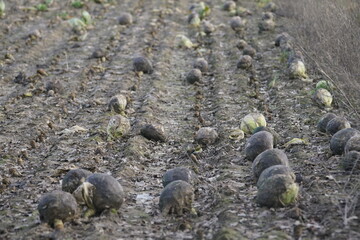 Cabbage harvested on the field in Germany