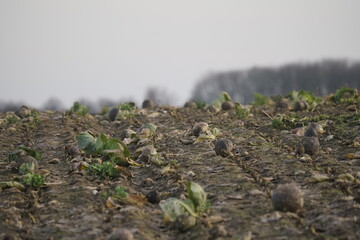 Cabbage harvested on the field in Germany