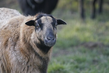 Brown sheep