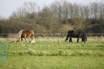 Brown and Black horses in a field in Germany
