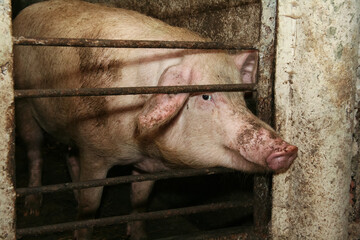 Young funny dirty pig on a pig farm