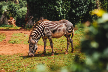 Fototapeta na wymiar Daytime photo of an adorable zebra eating grass in the middle of nature