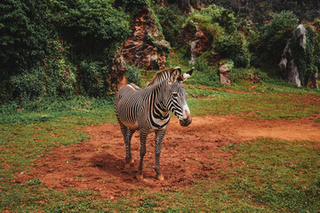 Fototapeta na wymiar wide shot of an adorable zebra in the wild