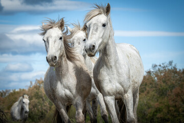 Fototapeta na wymiar White horses in Camargue