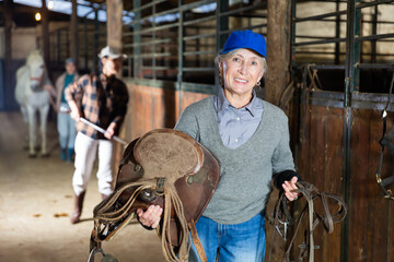 Senior woman horse breeder carrying leather saddle and tack in horse barn and looking at camera.