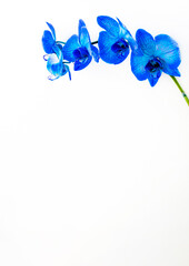 Obraz na płótnie Canvas Place for text. Blue orchid isolated on white background, postcard.