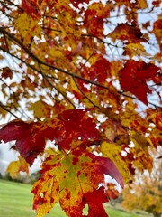 red maple leaves