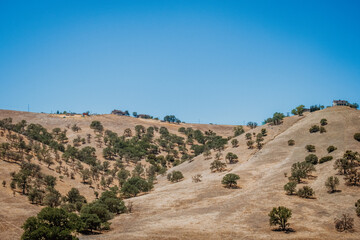 landscape with trees