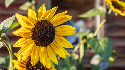 Obraz premium sunflower in the garden