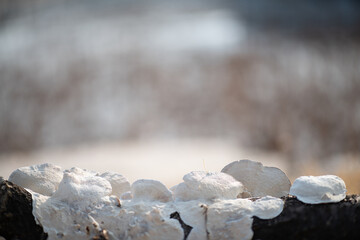 A white mushroom that lives on a tree in a mountain forest