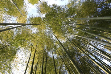 Bamboo forest