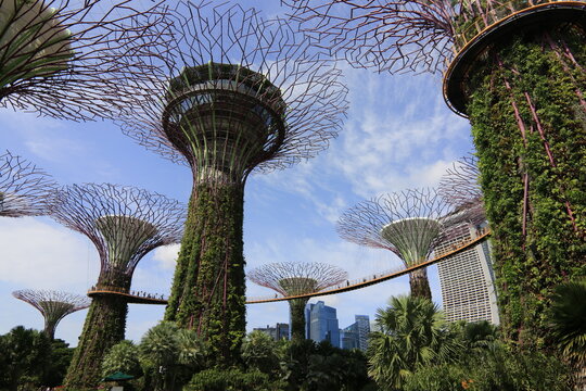 Supertrees grove