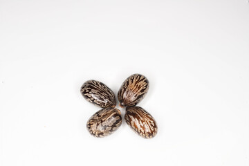 A castorbean seed that grows in a field or field, with a colorful pattern