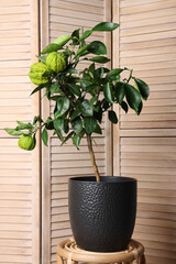 Idea for minimalist interior design. Small potted bergamot tree with fruits near folding screen