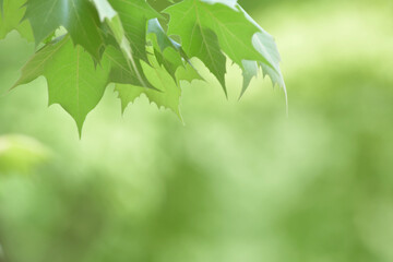 The appearance of young leaves in a colorful harmony on a light color background. Use as a background.