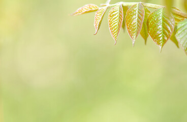 The appearance of young leaves in a colorful harmony on a light color background. Use as a background.