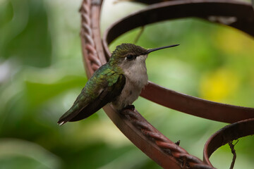 ruby hummingbird