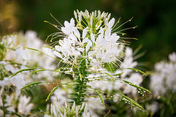 white bee balm flowers in garden