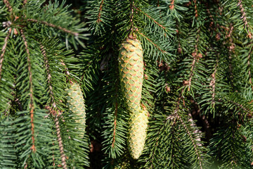 branches with green pine cones