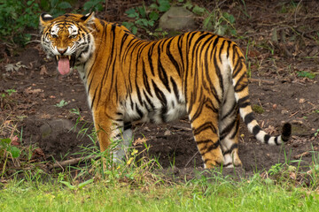 Naklejka na ściany i meble tiger with tongue hanging out 