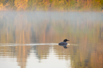 Loon on the lake in fog