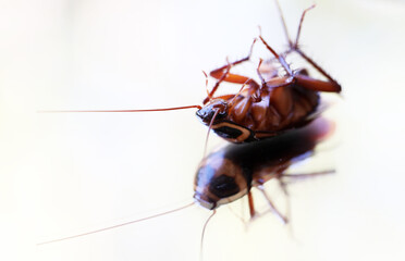 A close up macro 3qtr view of a dead or dying fresh cockroach insect laying on its back. Isolated against a plain white background and reflected on a mirror