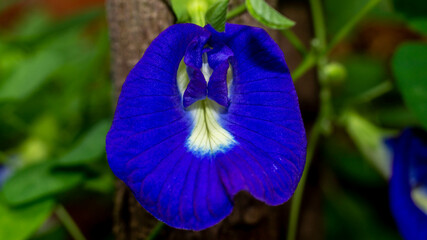 Beautiful closeup of Asian pigeonwings flower. medicinal plant from South East Asia