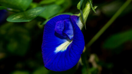 Beautiful closeup of Asian pigeonwings flower. medicinal plant from South East Asia