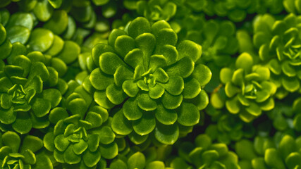 Closeup of green lush succulent leaves. Tropical leaves. Nature green background