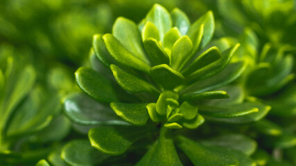 Closeup of green lush succulent leaves. Tropical leaves. Nature green background