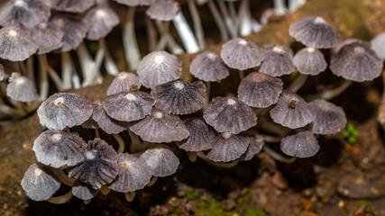 Beautiful closeup of a group of mushrooms growing on forest floor with bokeh background. Mushroom macro, Mushrooms photo, forest photo, forest background