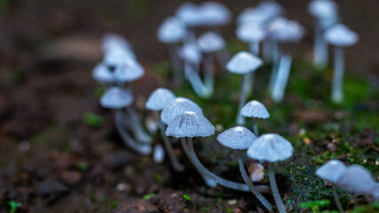 Beautiful closeup of a group of mushrooms growing on forest floor with bokeh background. Mushroom macro, Mushrooms photo, forest photo, forest background