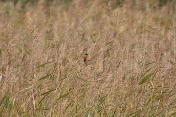 bird on the grass