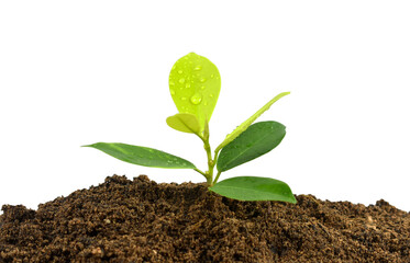 young plant in soil
