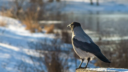 Grey crow sits on embankment of river in the town against bokeh nature background in winter time. Citylife cooncepts.