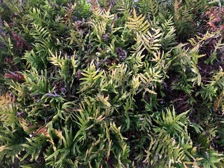 Fototapeta premium green and yellow shrub closeup