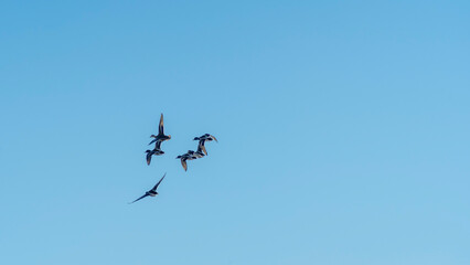 Silhouette of ducks flying over a blue sky. Birds in flight with blue sky background. Wildlife and hunting concepts.