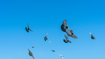Birds flying in the blue sky in town. Many flying pigeons on winter sky background. Space for text. Image for design.