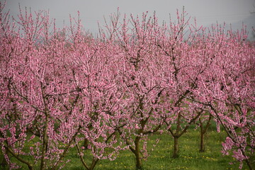 Fiori rosa