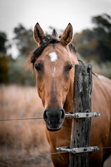 Fototapeta premium Portrait of a brown horse in a field in Argentina. Sunset in a field with wild horses in the Argentinian Pampas.