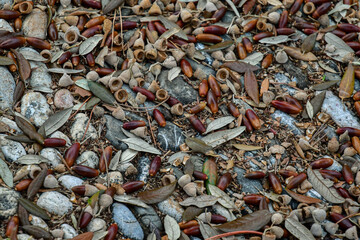 Close-up of downy acorns fall to the ground on a pebble floor (natural backgrounds, textures, materials...), Liguria, Italy