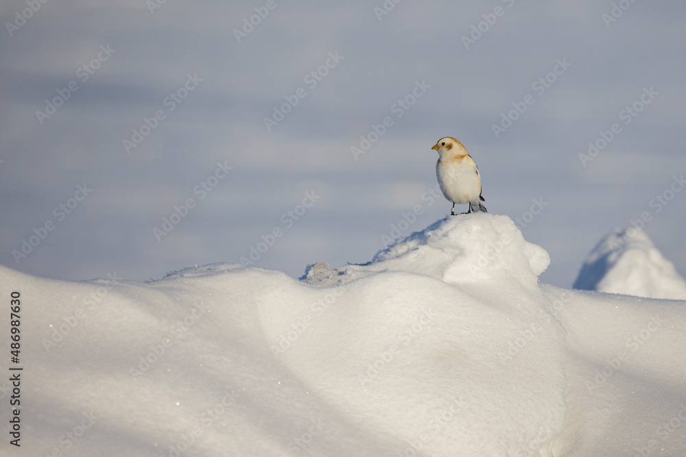 Canvas Prints snow bunting in Canadian winter