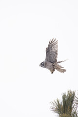 northern hawk-owl (Surnia ulula) hunting in winter